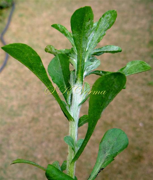  Stem and leaves